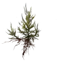 Phantom Blade Zero Blemish Goldweed