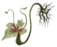 Phantom Blade Zero Rootless Dew
