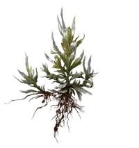 Phantom Blade Zero Blemish Goldweed