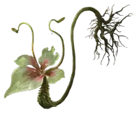 Phantom Blade Zero Rootless Dew